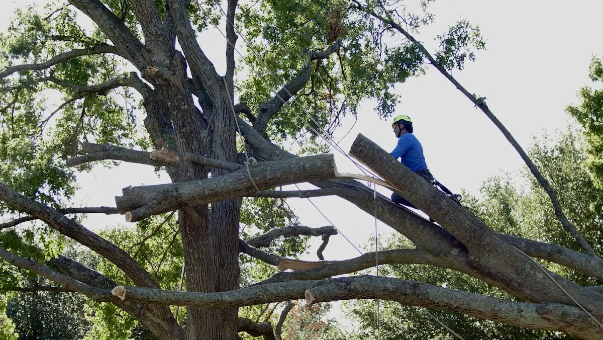 Professional Crown Thinning performed by certified arborists in Waterproof