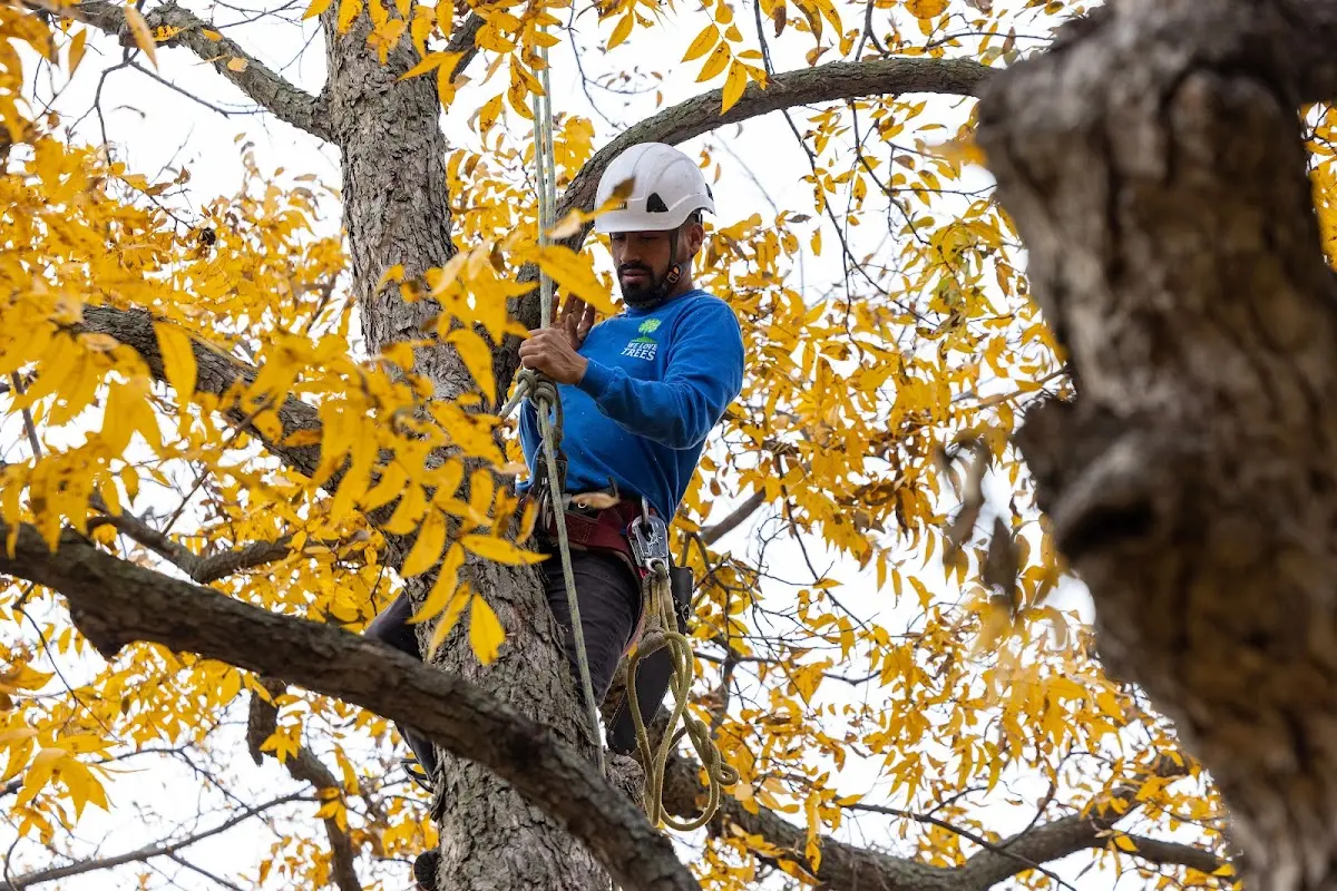 Skilled Tree Transplanting crew working in Waterproof